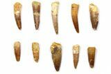 Lot: to Bargain Spinosaurus Teeth - Pieces #108553-1